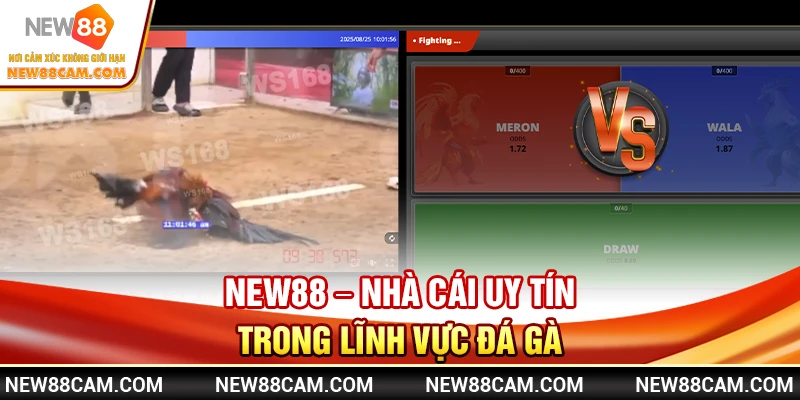 NEW88 – Nhà Cái Uy Tín Trong Lĩnh Vực Đá Gà NEW88 – Nhà Cái Uy Tín Trong Lĩnh Vực Đá Gà