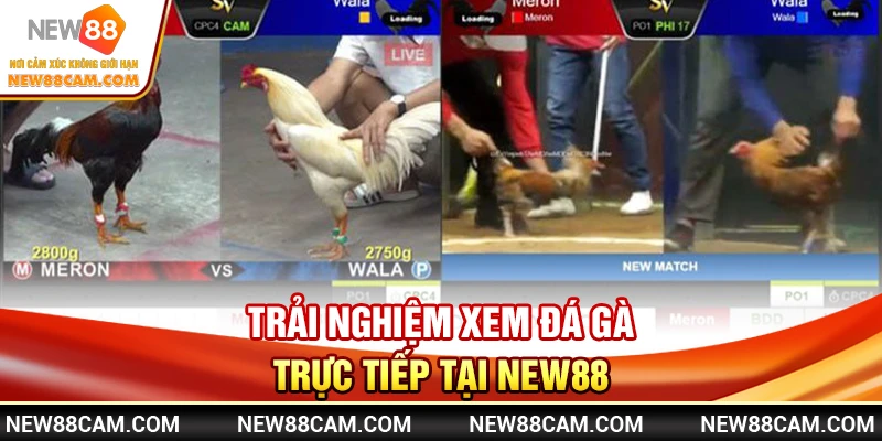Trải Nghiệm Xem Đá Gà Trực Tiếp Tại NEW88 Trải Nghiệm Xem Đá Gà Trực Tiếp Tại NEW88